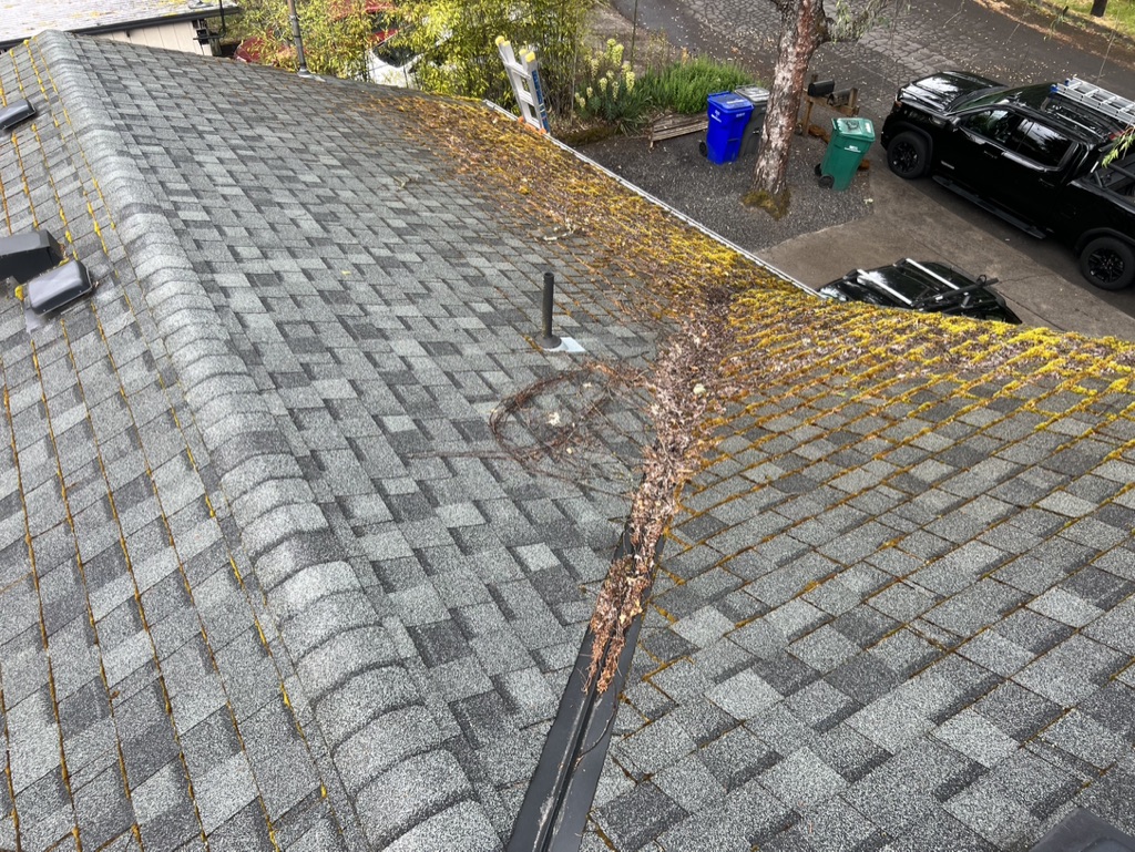 Roof Maintenance